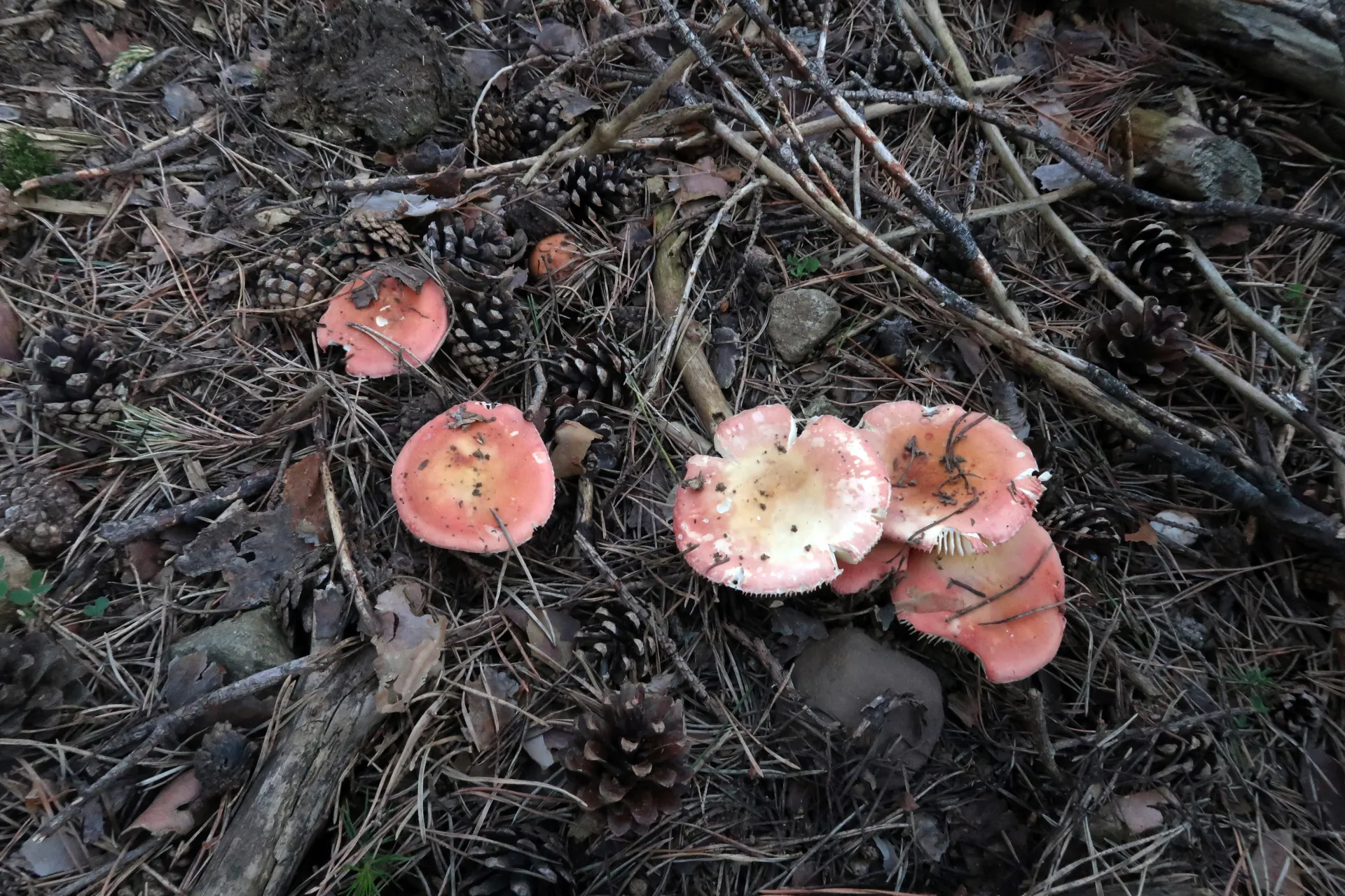 Russula roseipes - 1